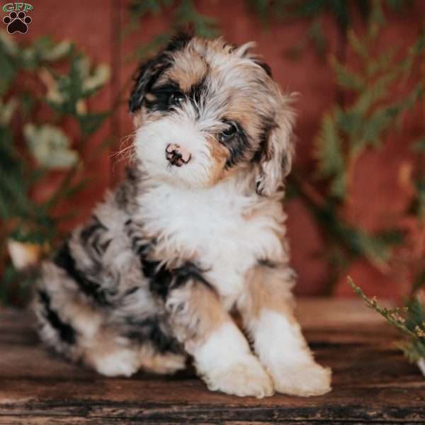 Tessa, Mini Bernedoodle Puppy